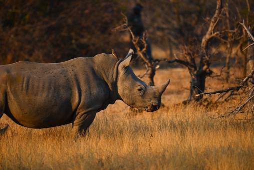 A white rhino with a red-billed oxpeckers at dawn on the woodlands of the Greater Kruger area, South Africa