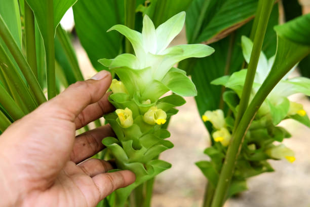 istock Fresh white turmeric flower or Curcumin flower 1401260323