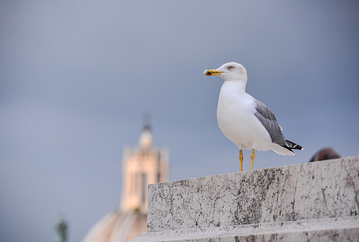 istock A seagull on the terrace of the Vittoriano 1401260973
