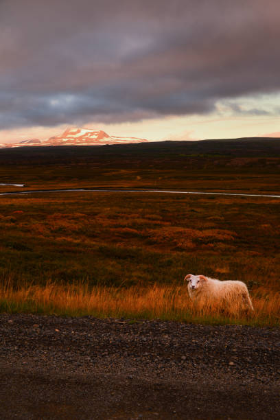 An Icelandic sheep roaming the grassy fields at sunset, on the road between Egilsstaðir and Bakkagerdi, East Fjords, Iceland