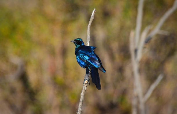 istock A Meves's starling perched on a twig in southern Kruger 1401260999