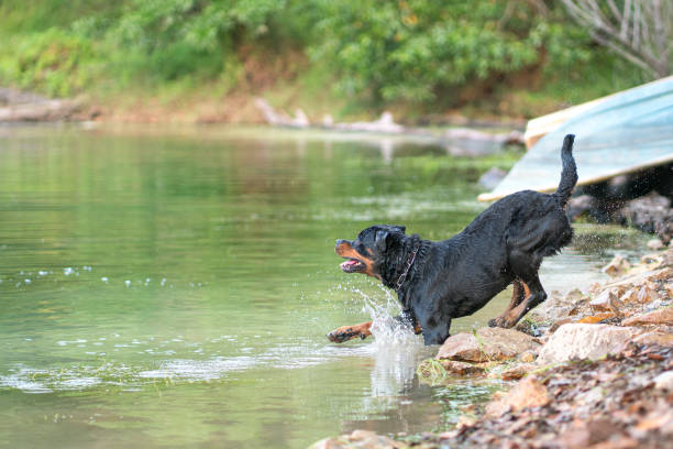 istock Rottweiler dog jumps into water, summer concept. 1401261074