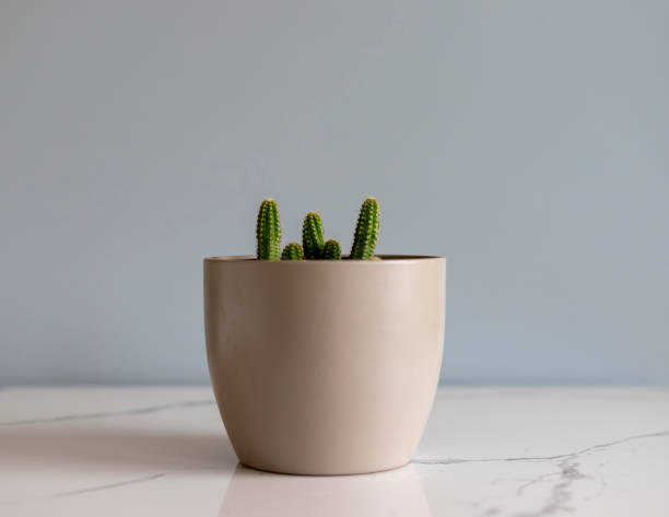 istock Peanut cactus in a decorative flowerpot with isolated background 1401261075
