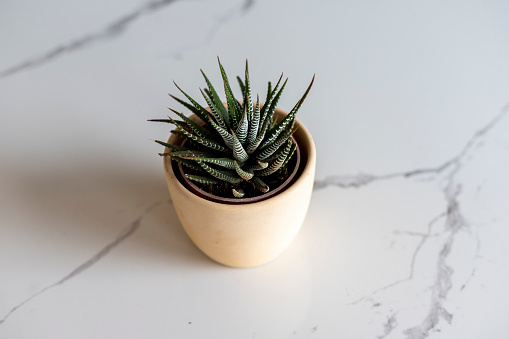 Hawothia zebra cactus plant high angle view