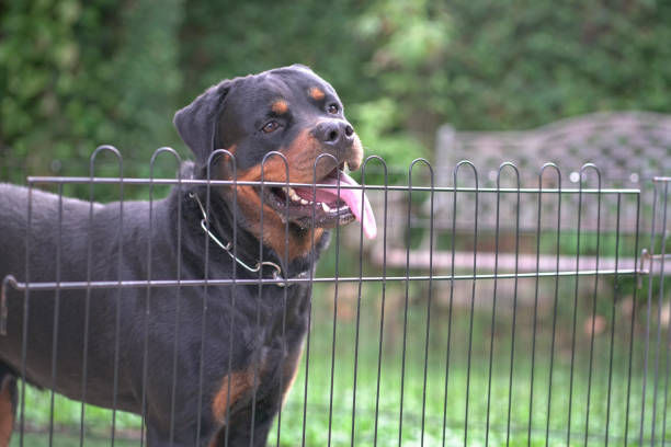 istock Rottweiler dog behind fence 1401261108