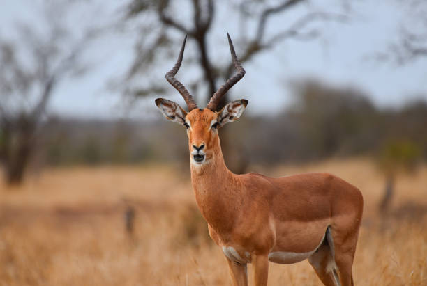 ein männlicher impala an einem bewölkten morgen auf dem grasland des zentrums von krüger - impala stock-fotos und bilder