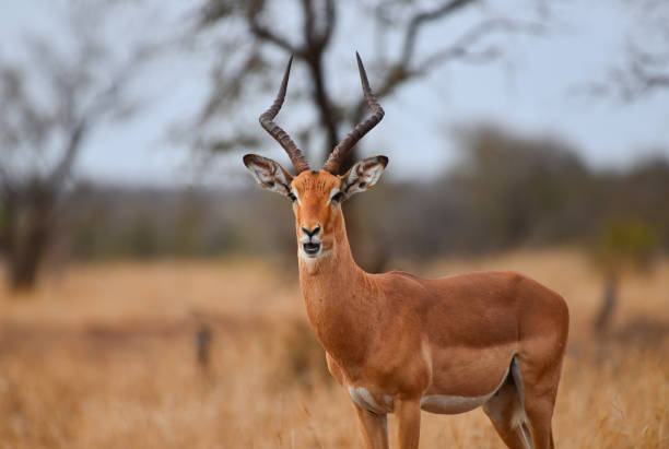 un impala mâle par un matin couvert sur les prairies du centre de kruger - impala photos et images de collection