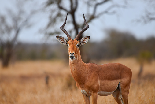 A male impala (Aepyceros melampus) on an overcast morning on the grasslands of central Kruger National Park, Mpumalanga Province, South Africa