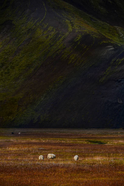 des moutons islandais paissent sous un faible arc-en-ciel à landmannalaugar - icelandic sheep photos et images de collection