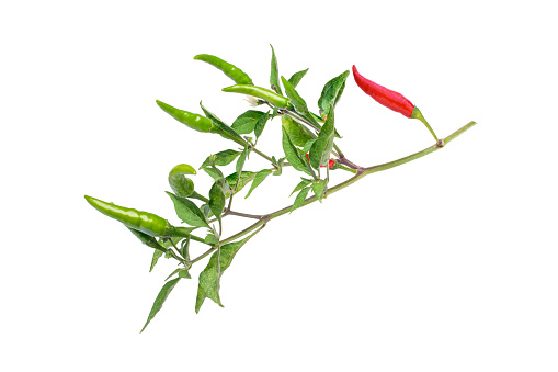 Branch of red hot pepper with green leaves isolated on white background.