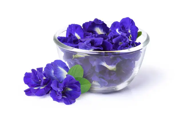 Photo of butterfly pea flower