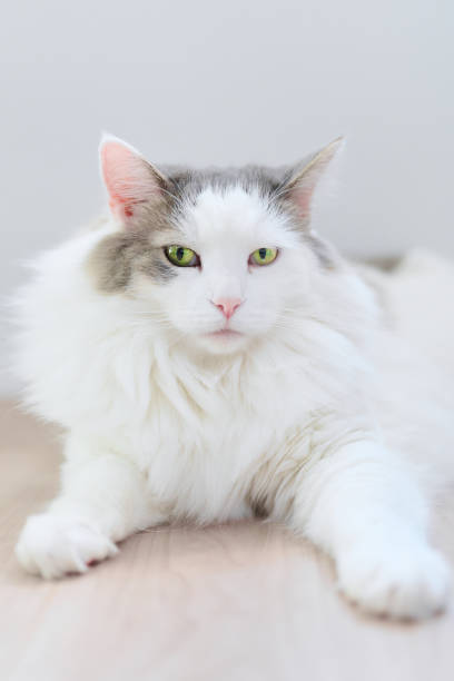 istock White cat sitting on the floor looking at camera 1401261352