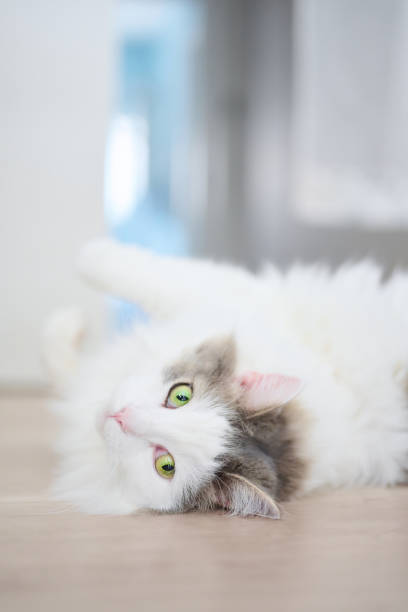 istock White cat relaxing on the floor 1401261355