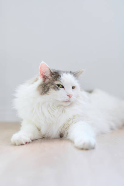 istock White cat sitting on the floor glancing at camera 1401261362