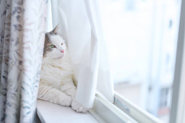 istock White cat sitting beside the window looking outside 1401261363