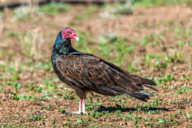 istock Turkey Vulture Standing in a Meadow 1401261403