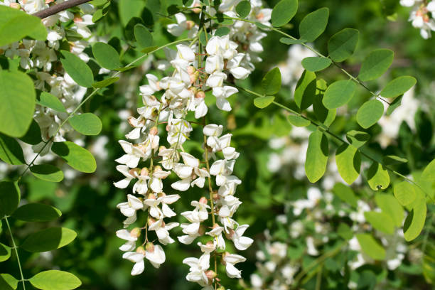 robinia pseudoacacia, langosta negra flores blancas primer plano enfoque selectivo - locust tree black robinia fotografías e imágenes de stock