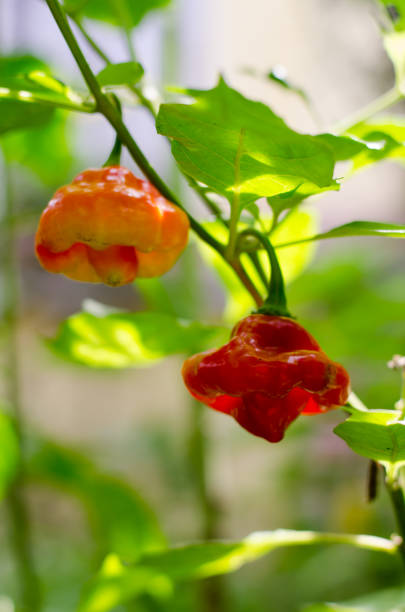Cachucha chili plant with ripe fruits