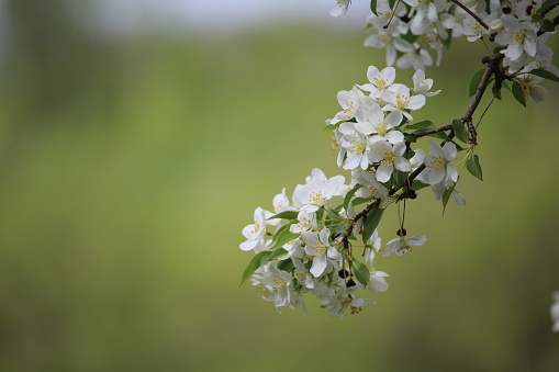 A branch of white crab apple flowers hangs down from the tree.