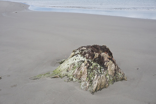 weathered stump at the beach in Nehalem Bay State Park
