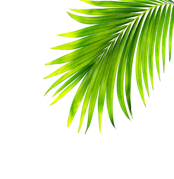 istock green leaves of palm tree isolated on white background 1401264202