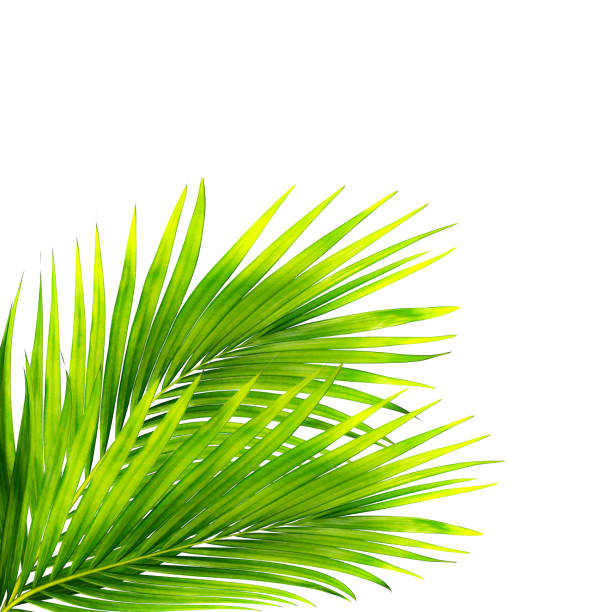 istock green leaves of palm tree isolated on white background 1401264205