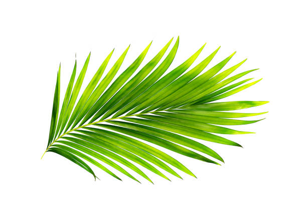 istock green leaves of palm tree isolated on white background 1401264206