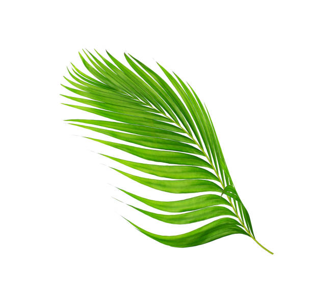 green leaves of palm tree isolated on white background - palm leaf leaf palm tree frond imagens e fotografias de stock