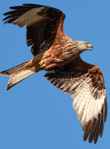 istock Red kite flying in the sky in the sunset light 1401270339