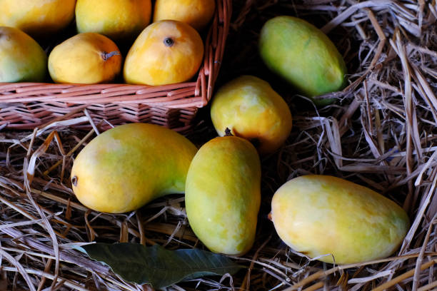 istock Indian Alphonso mango fruits in grass closeup 1401273836