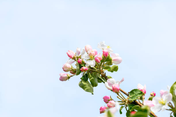 Blossoming apple tree against the blue sky. Spring floral background