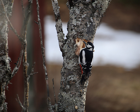 Great spotted woodpecker (Dendrocopos major) at a dead tree.