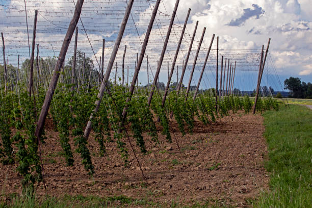 lantation of young hops on an evening day before a thunderstorm. Agriculture