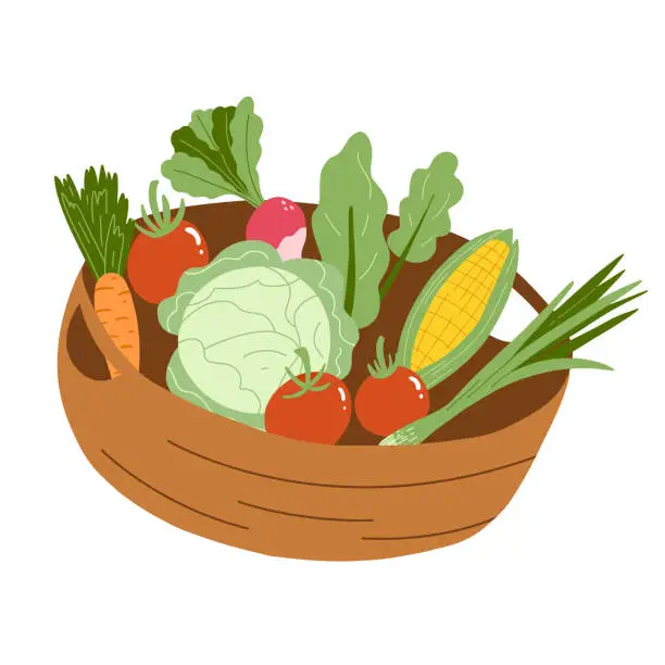 Vector illustration of Vector illustration of basket with vegetables in flat hand drawn style. Tomato, carrot, salad, corn, radish. Organic healthy food