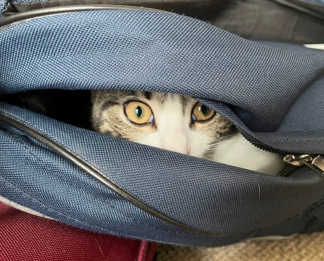 Kitten hiding in school bag