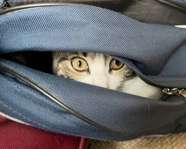 Kitten hiding in school bag stock photo