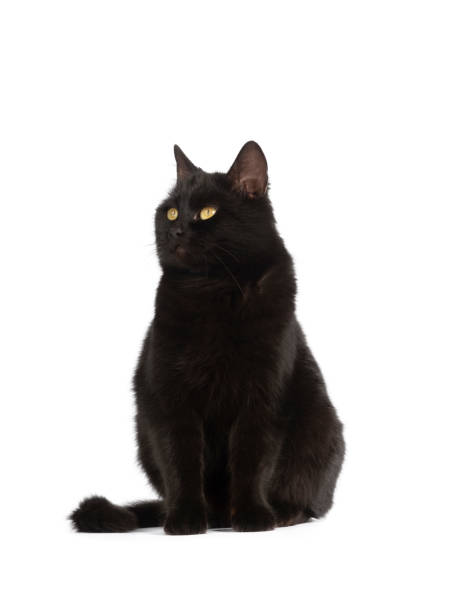 istock sitting black cat with yellow eyes isolated on white background 1401279770