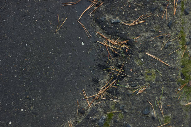 Top-down detail of dried pine needles scattered across dark gravel on a sidewalk. The image emphasizes texture, linear patterns and seasonal decay—useful as a background, texture panel, or editorial illustration for autumn, urban nature, or environmental themes