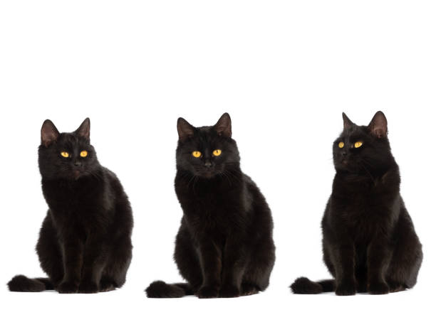 three sitting black cat with yellow eyes isolated on white background