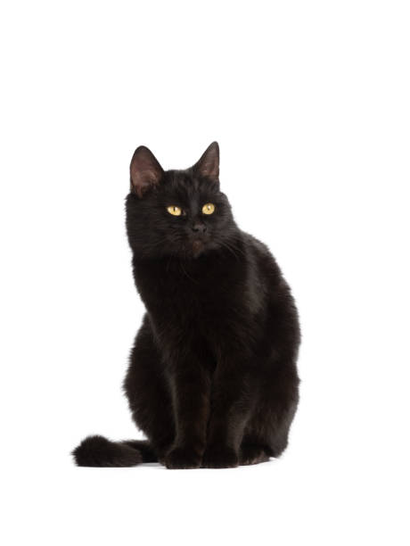 istock sitting black cat with yellow eyes isolated on white background 1401280642