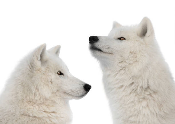 istock two polar wolf raised his head up isolated on white background 1401280664
