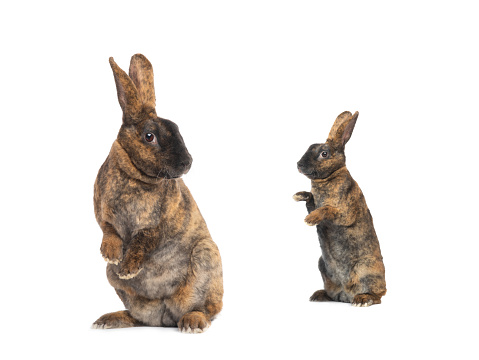 two standing brown rabbit isolated on a white background.