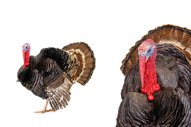istock Bronze turkey isolated on a white background. 1401280956