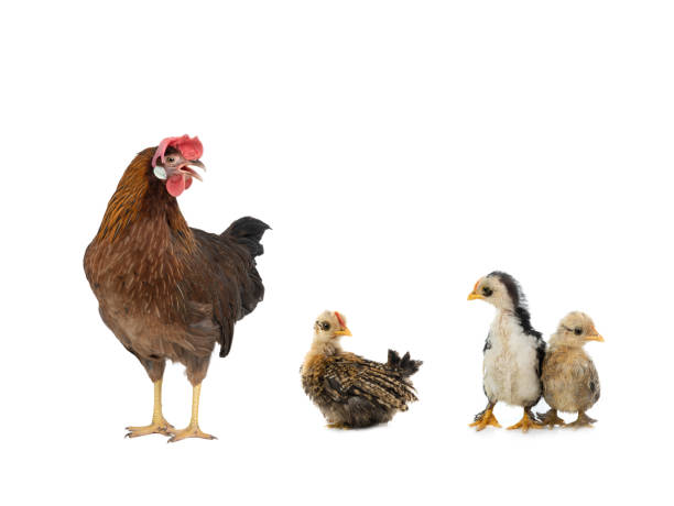 istock hen and chick isolated on a white background. 1401280959