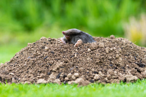 istock Mole [Talpa europaea] in the lawn 1401280976