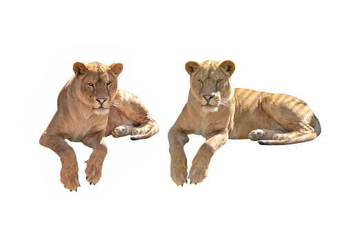 two lioness isolated on a white background