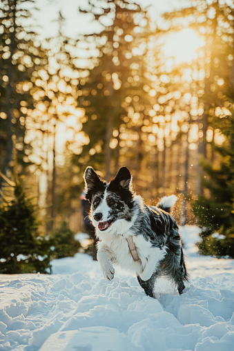 Black and white color border collie dog running in snow during winter day