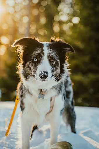 Black and white color border collie dog standing on snow during winter day