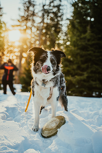 Border collie dog licking its nose with tongue out while standing beside plate on snow