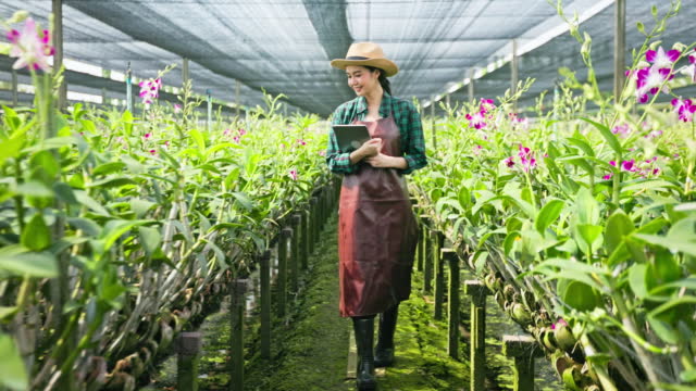 Young asian women farmer use wireless technology working and check quality control in orchid farm greenhouse.